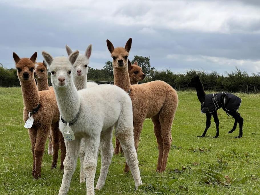 The Alpaca Farmhouse With Hot Tub And Alpaca Experience Included Dromara Exterior foto