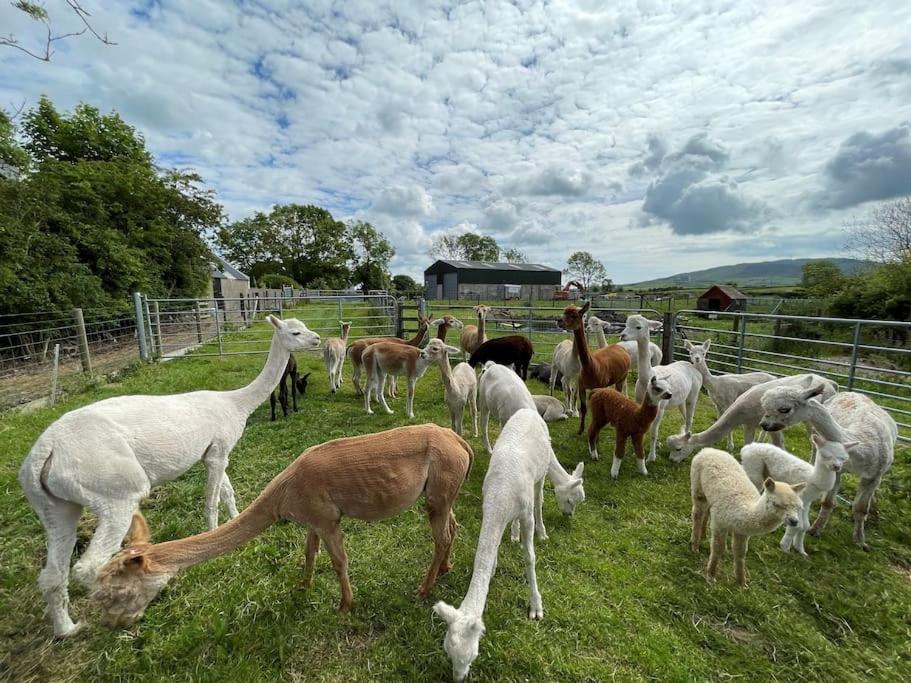 The Alpaca Farmhouse With Hot Tub And Alpaca Experience Included Dromara Exterior foto