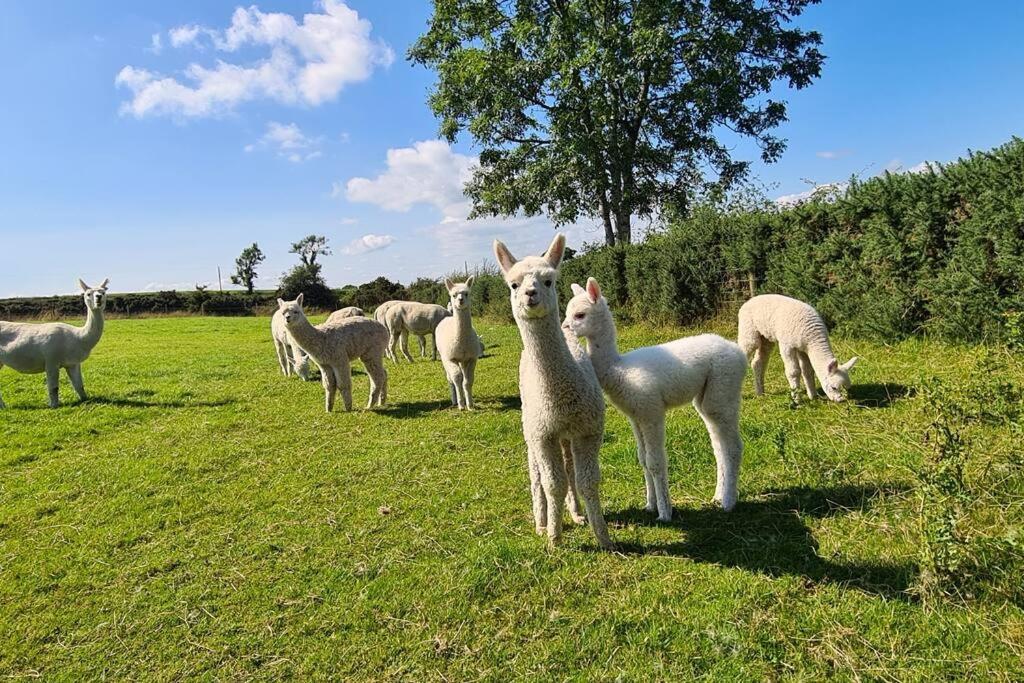 The Alpaca Farmhouse With Hot Tub And Alpaca Experience Included Dromara Exterior foto